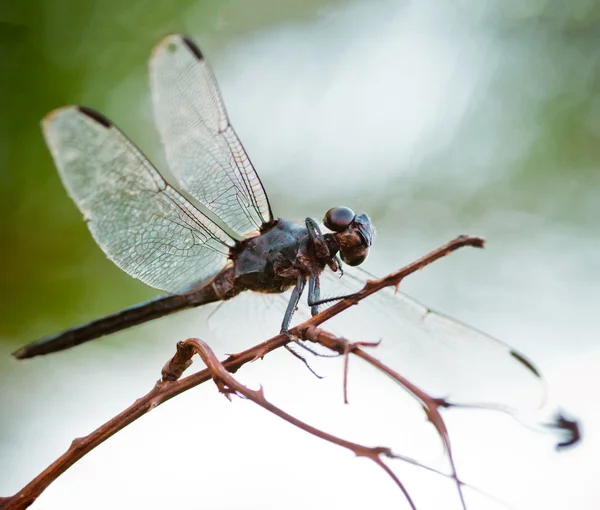 stock image Dragonfly spreads wings