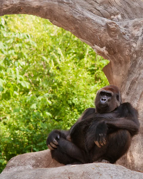 Gorilla på zoo — Stockfoto