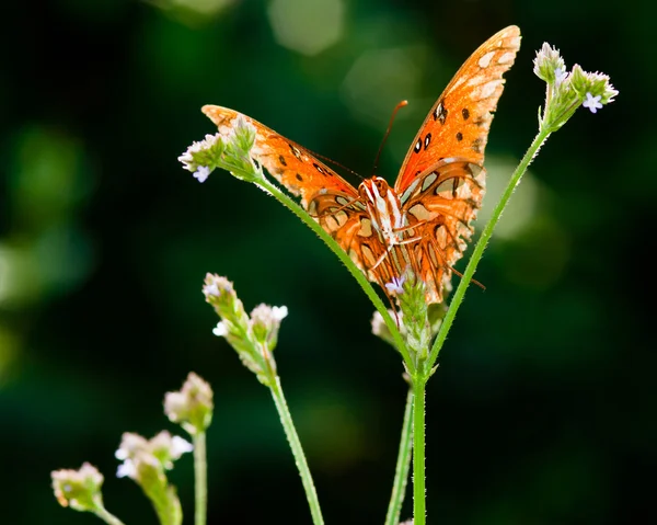 Gulf Fritillary (Agraulis vanillae) butterfly feeding from flower — Stock Photo, Image