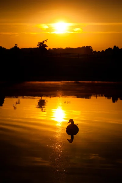 Ganso canadense na lagoa ao nascer do sol . — Fotografia de Stock