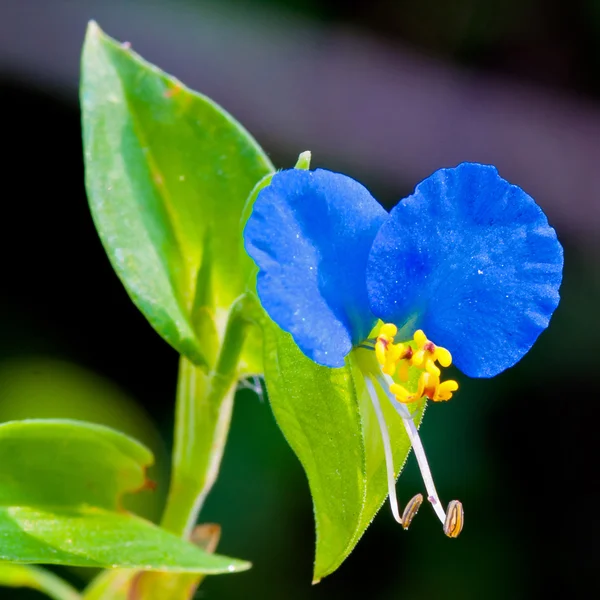 stock image Asiatic blue dayflower close up.