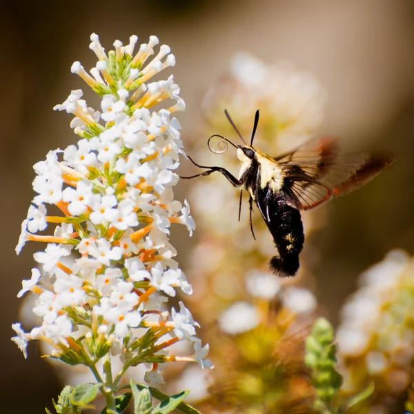 stock image Bee Hawk Moth hovers while drinking from flower.