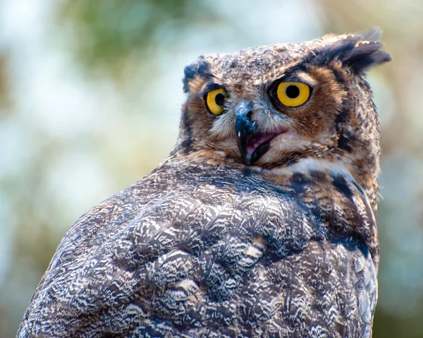 Great horned eagle owl — Stock Photo, Image