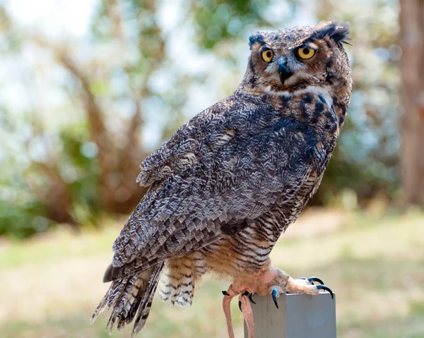 Great horned eagle owl — Stock Photo, Image
