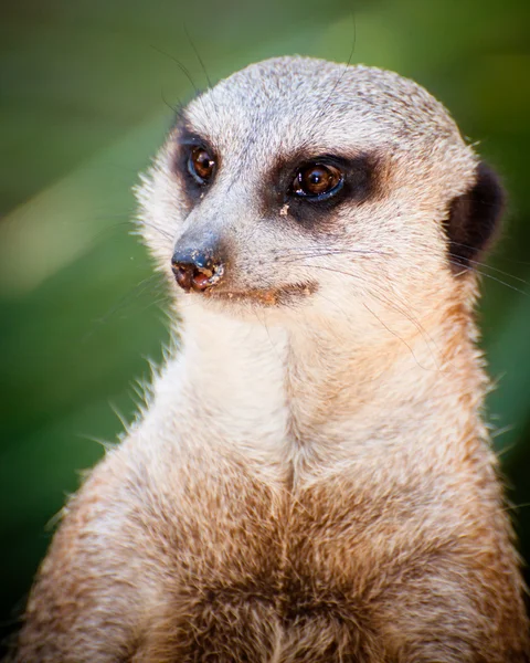 Söt och vakande meercat — Stockfoto