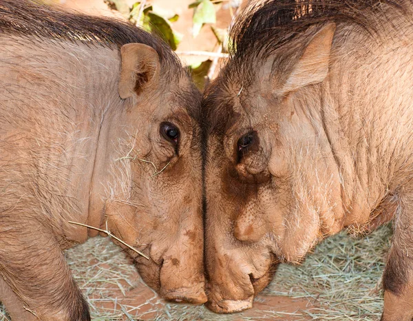 Warthogs bunda cabeças sobre a comida — Fotografia de Stock