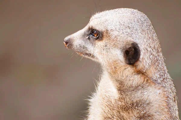 Söt och vakande meercat — Stockfoto