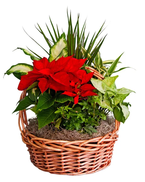 Poinsettia arrangement in basket — Stock Photo, Image