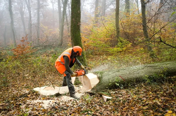 stock image The lumberjack and the forest