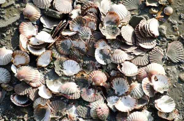 Saint Jacques shells — Stock Photo, Image