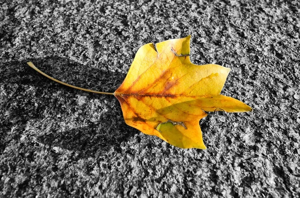 A folha caindo — Fotografia de Stock