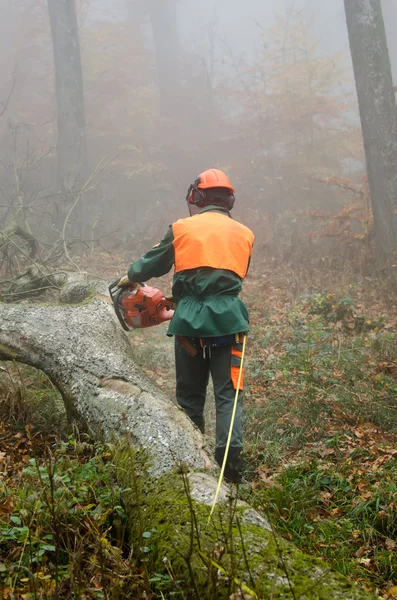 stock image The lumberjack and the forest