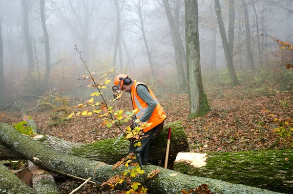 Skogshuggare och skogen — Stockfoto