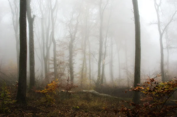 Nebel im herbstlichen Wald — Stockfoto