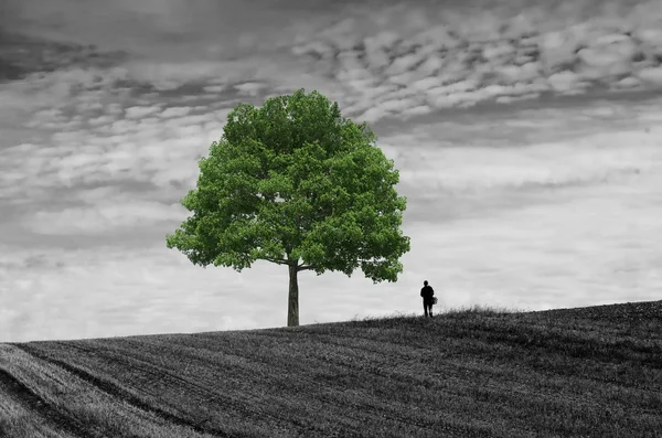Одинокий ходок в поле — стоковое фото