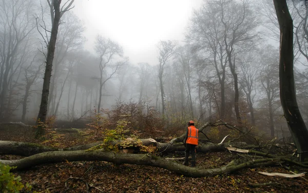 Il boscaiolo e la foresta — Foto Stock