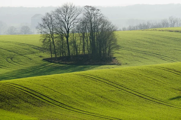緑の野と木 — ストック写真