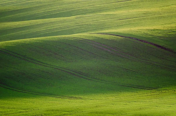 Das grüne Feld — Stockfoto