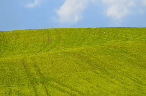 Zielone pole — Zdjęcie stockowe