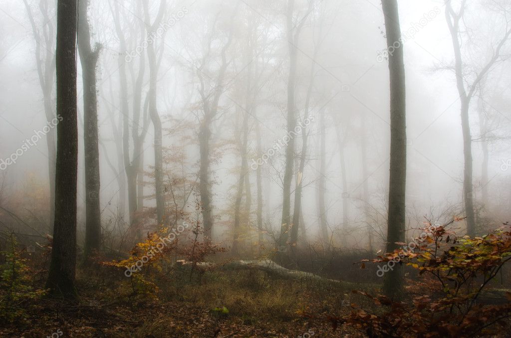 Mist in the autumn forest