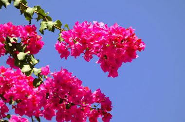 Bougainvillaeas