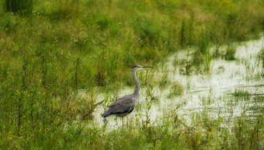 heron balıkçılık