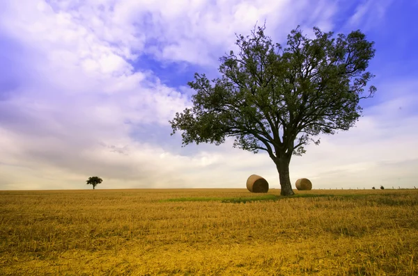 Bola de palha e uma árvore — Fotografia de Stock