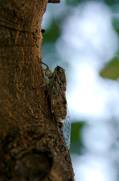 The cicada — Stock Photo, Image