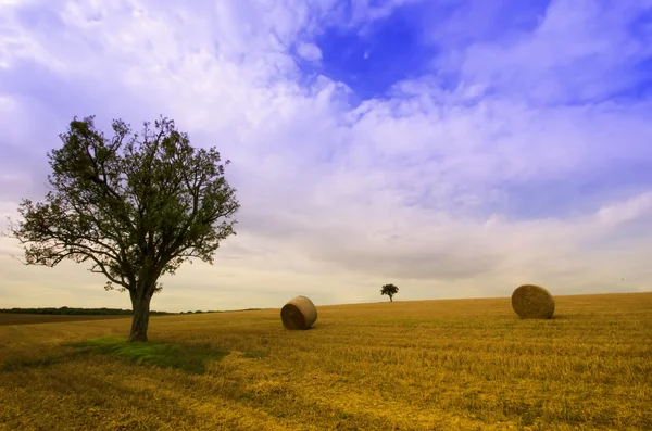 Tree and straw bales — Stock Photo, Image