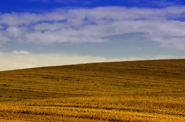 Odříznout pšeničná pole — Stock fotografie