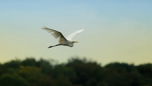 The egret flights over the forest — стоковое фото