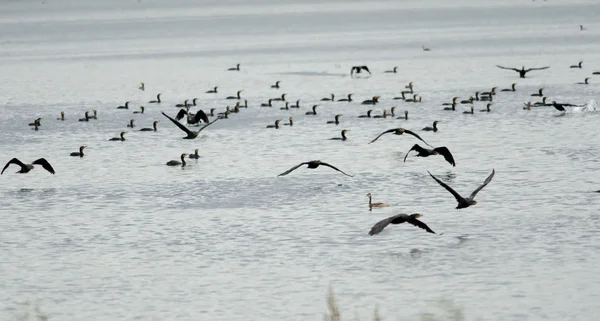 Los cormoranes vuelan sobre el agua —  Fotos de Stock
