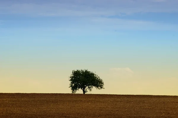 Ein Baum auf den Feldern — Stockfoto