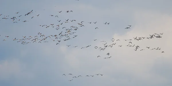 stock image The migration of wild geese