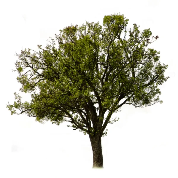 Der grüne Baum — Stockfoto