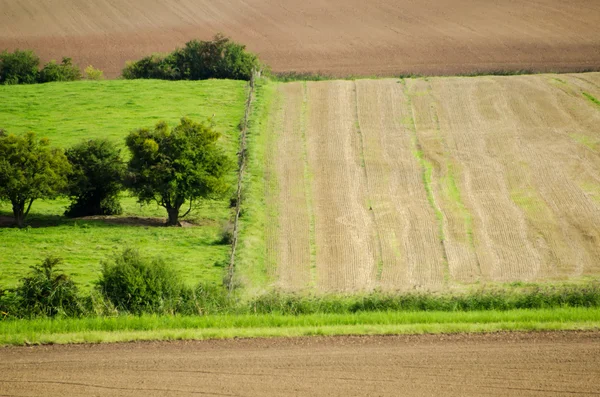 Пшеничные поля и луга зеленые — стоковое фото