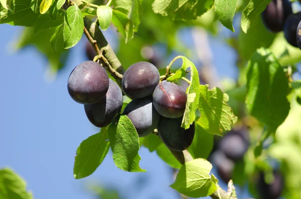 The plums — Stock Photo, Image