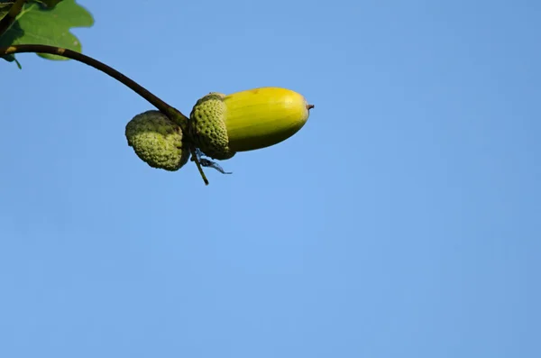 푸른 하늘에 참나무 도토리 — 스톡 사진