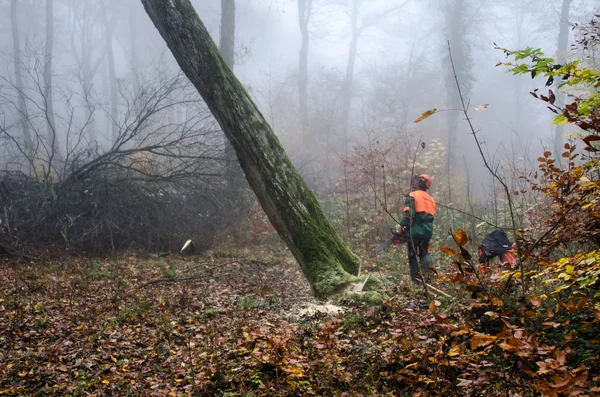 stock image The lumberjack and the forest