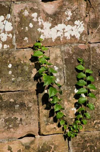 Kleine boom in een spleet van muur — Stockfoto