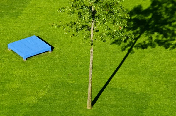 Зеленое дерево в зеленой траве — стоковое фото