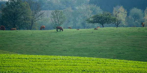 Meadows and cows — Stock Photo, Image