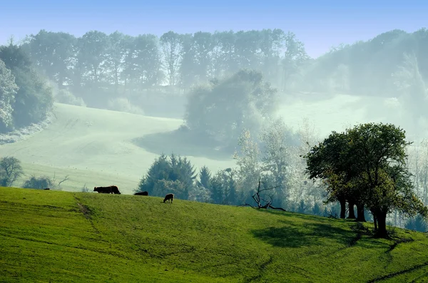 Краєвид зеленої сільської місцевості — стокове фото