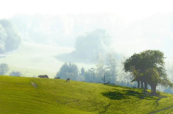 stock image Meadows, trees and cows