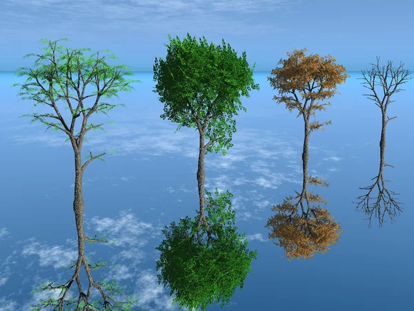 Die vier Jahreszeiten-Bäume — Stockfoto