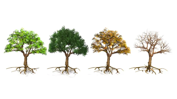 Bäume je nach Jahreszeit — Stockfoto