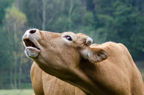 The cow moos — Stock Photo, Image