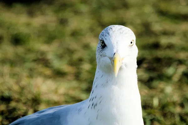 The eyes of the seagull — Stock Photo, Image