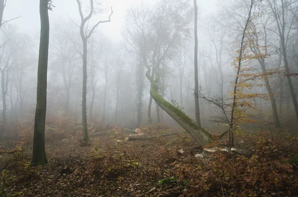 Le bûcheron et la forêt — Photo