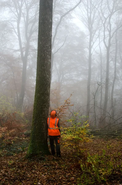 O lenhador e a floresta — Fotografia de Stock